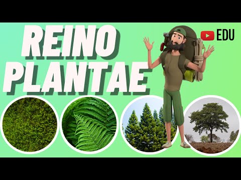 REINO DAS PLANTAS | Briófitas - Pteridófitas - Gimnospermas e Angiospermas | Animação