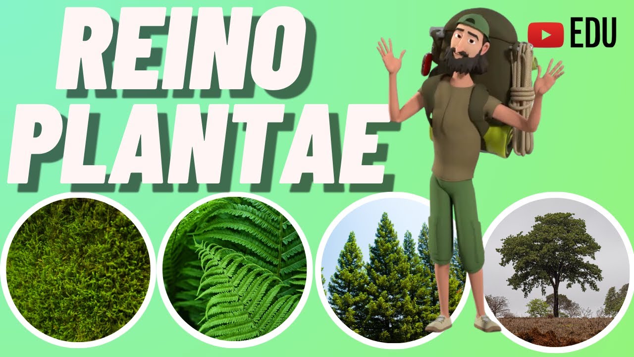 REINO DAS PLANTAS | Briófitas - Pteridófitas - Gimnospermas e Angiospermas | Animação