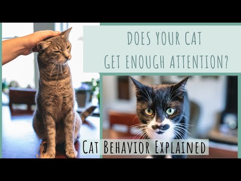 Attention Seeking Behaviors in Cats - Cat Behavior Explained