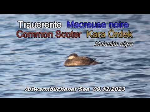 Trauerente - Macreuse noire - Common Scoter -  Kara Ördek (Melanitta nigra)