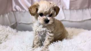 ハーフ犬の動画01