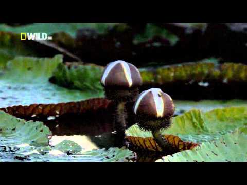 Amazonian Giant Water Lily