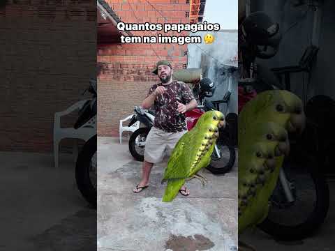 Quantos papagaios tem #funny #humor #comedia