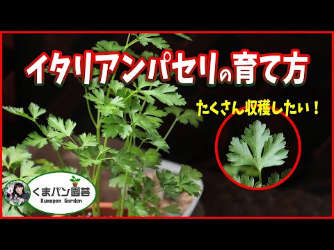 根パセリの準備: これが根パセリの一番おいしい方法です 植物