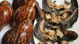 How to wash snails to remove snail slime for cooking
