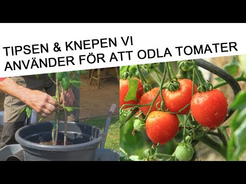 Tips hur du odlar tomater och körsbärstomater 🍅  🌱 för bästa resultat