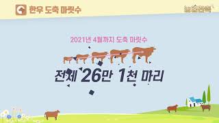 한육우 산업분석 | 2021 농업관측 한육우 6월호