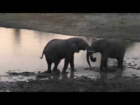 Aug 06, 2017- Sunset- 2 Young Bulls learn the skill of sparring