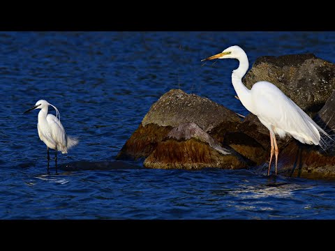 Smart Heron Used Bread To Fish.Amazing Birds#nigiyaka
