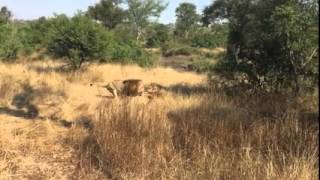 Majingilanes male lions killed Sub adult lion - New video