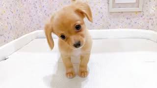 ハーフ犬の動画01