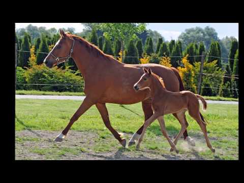 Alessa - SF von Quantensprung, *2017 - VERKÄUFLICH