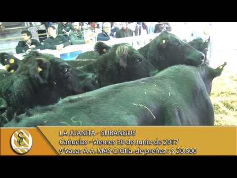 30-06-17 Venta de Hembras Puras Controladas y MAS  - La Juanita - Surangus - Cañuelas.