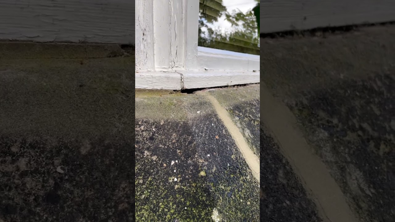 Apex Pest Control technician treating a wasp nest in Yorkshire