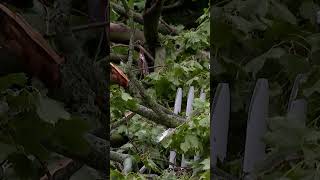 LaPorte continues to clean up after powerful storm leaves behind damage