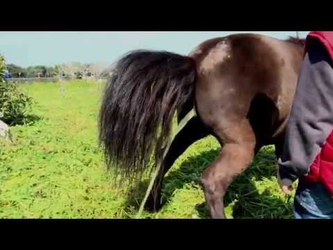 - GIORNATA ECOLOGICA n°9 - COMUNE DI TIGGIANO