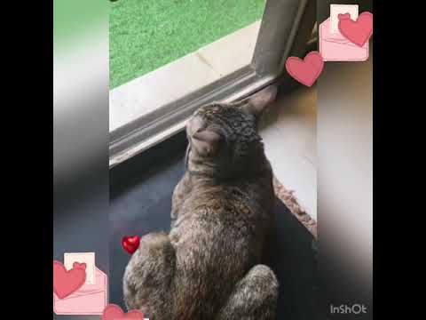 Does Laura befriend other cats?