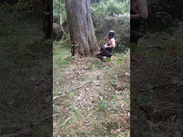 Rob's Tree Service - Tyers, VIC