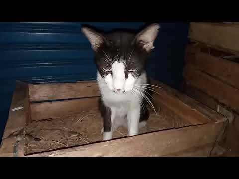 ANTISIPASI ADA  OKNUM YANG SUKA AMBIL KUCING DI PASAR PAKE KARUNG  , SF DI ATAS JAM 01:00 PAGI