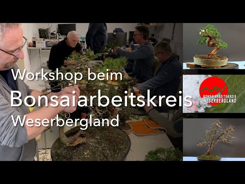 Challenging trees at a Bonsai - Workshop
