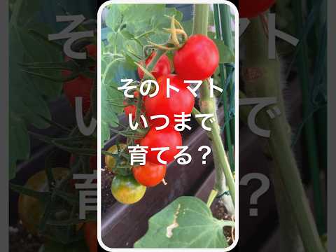 トマトに穴が開くのはなぜですか?行動を起こすべきでしょうか？  庭園