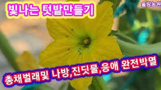 벌레 완전박멸 빛나는 텃밭만들기~고추,참외,오이.수박,가지,토마토,호박, 재배방법 키우기 진딧물,담배나방,총…