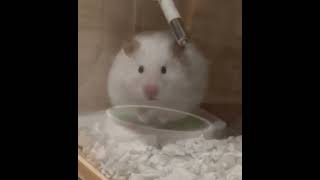 おとぼけ顔