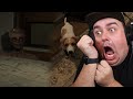 Home Invasion horror! Protect the dog! | Danny's House