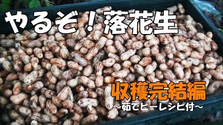 やるぞ！落花生完結編～茹でピーレシピ付き～