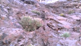 preview picture of video 'El dragoncillo del Cabo de Gata, boca de dragón, conejito del Cabo, perrito (Antirrhinum charidemi)'
