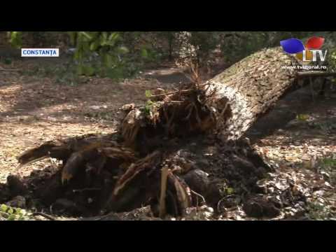 Dezastru în urma furtunii din Constanța - Litoral TV