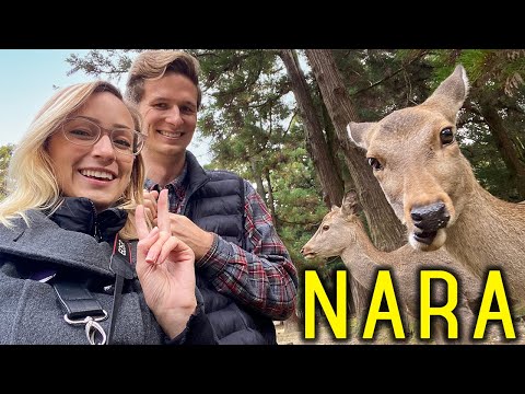 NARA surprised us! (12 things to do in Japan's original capital)