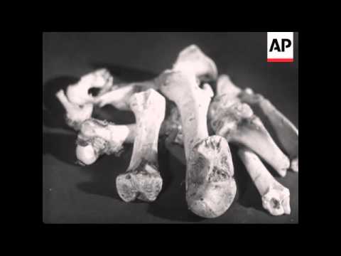 Salvage Of Succibu - Trailer - Save bones.