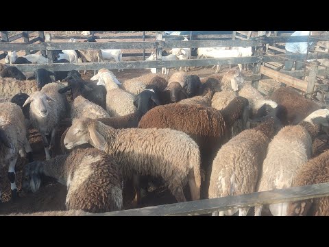 A maior feira de ovinos caprinos e suínos de Craíbas Alagoas 