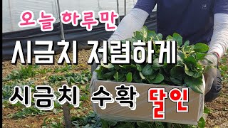 달달한 시금치 자렴하게 오늘 하루만 "선착순"  시금치 수확 달인