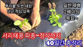 2배이상 수확목표 서리태콩 파종~정식까지  40일간 한번에 보기~ 서리태 심는시기,재배,파종시기