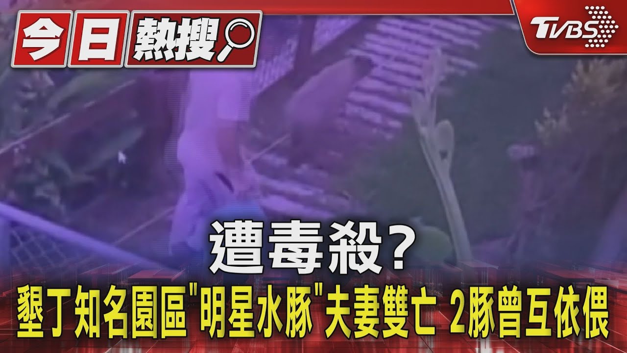 遭毒殺？墾丁知名園區「明星水豚」夫妻雙亡　2豚曾互依偎