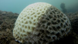 Ciência SP | Algas e corais: uma relação sob estresse
