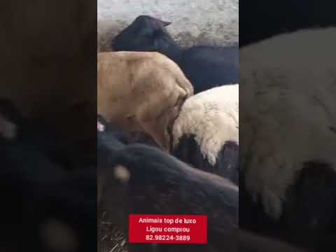 animais a venda em Dois Riachos. Alagoas. preço é só ligar 82.98224-3889