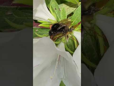 QR コードが研究者によるマルハナバチの行動の理解にどのように役立つか