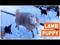Lamb Thinks It's A Dog | Feel Good Friday 