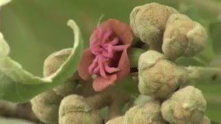 LA RÉUNION : Le projet Bacomar