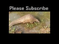 Lion Vs Pangolin Real Fight