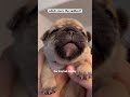 Puppies crying compilation 😭 #shorts