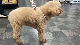 トイプードルの動画02