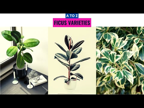, title : 'Ficus Varieties A to Z'