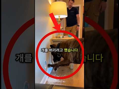 이 강아지가 4일 동안 벽을 공격했어요... 마침내 진실이 밝혀졌습니다🐶