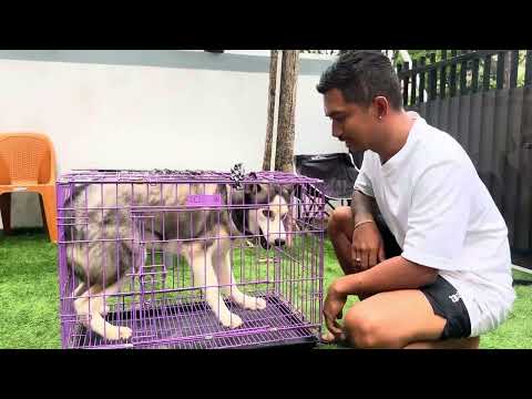 FINALLY THIS FIERCE DOG CAN BE TAMED ‼️