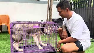 Download lagu FINALLY THIS FIERCE DOG CAN BE TAMED ‼️ mp3 Download lagu FINALLY THIS FIERCE DOG CAN BE TAMED ‼️ mp3