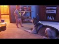 犬の動画 464